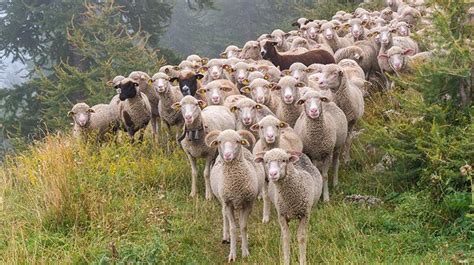 rüyada keçi ve koyun sürüsü görmek